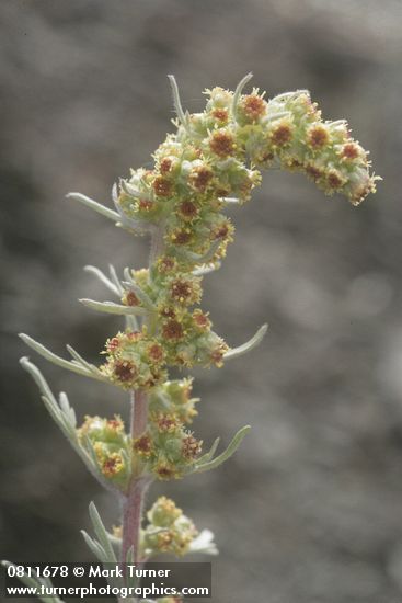 Artemisia arctica ssp. arctica
