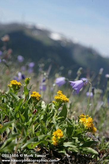 Solidago multiradiata; Campanula rotundifolia