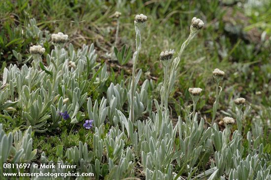 Antennaria umbrinella