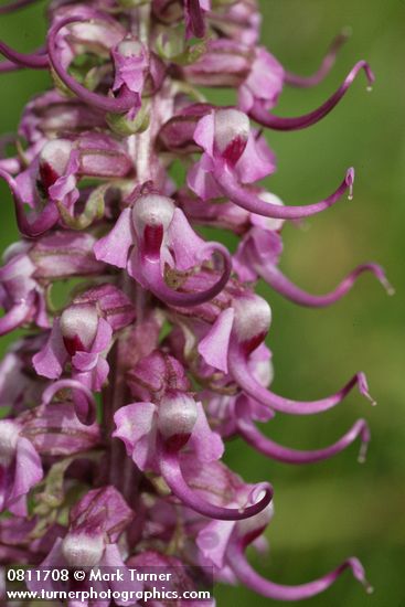 Pedicularis groenlandica