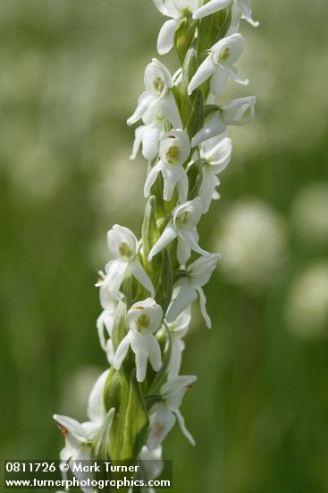 Platanthera dilatata var. dilatata