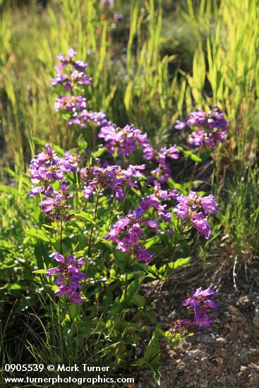 Penstemon serrulatus
