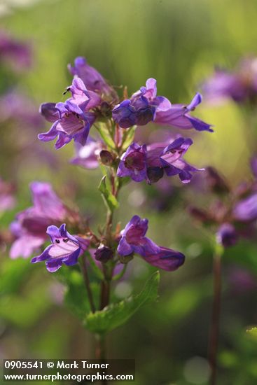 Penstemon serrulatus