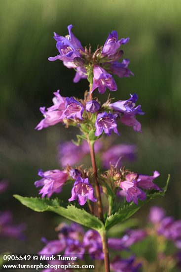 Penstemon serrulatus