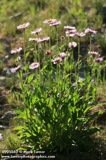 Erigeron peregrinus