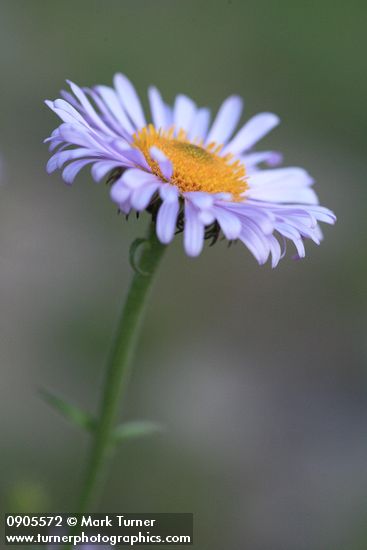 Erigeron peregrinus