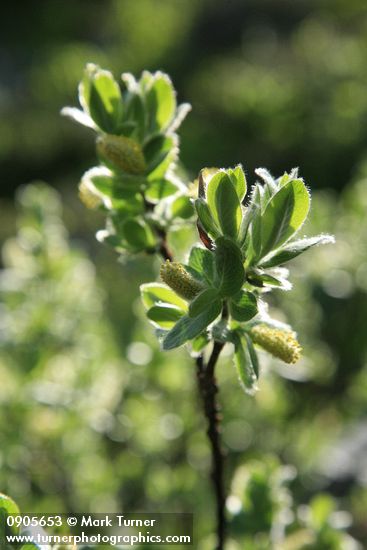 Salix barclayi
