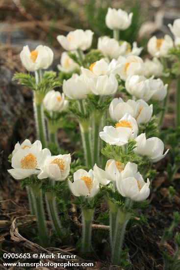 Anemone occidentalis