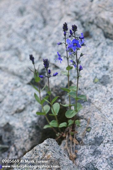 Veronica cusickii