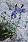 Cusick's Speedwell growing from crack in granite