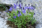 Cusick's Speedwell