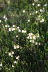 White Heather