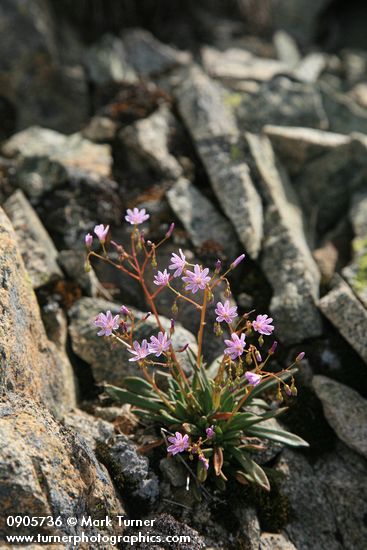 Lewisia columbiana