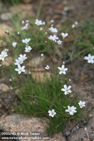 Arenaria capillaris