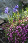 Cusick's Speedwell above mat of Moss Campion