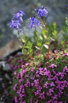 Cusick's Speedwell above mat of Moss Campion