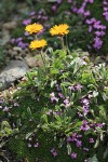 Alpine Gold Daisies among mat of Moss Campion