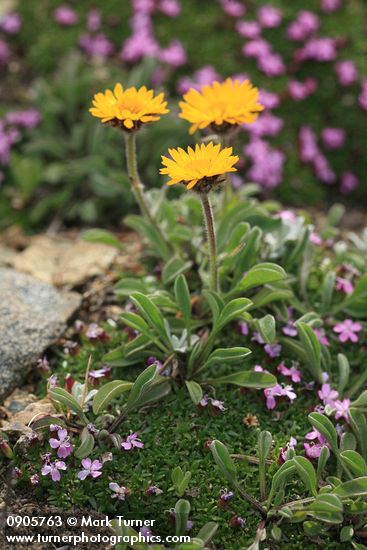 Silene acaulis; Erigeron aureus