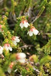 Alaska Bell-heather (Alpine Heather)