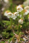 Alaska Bell-heather (Alpine Heather)