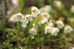 Alaska Bell-heather (Alpine Heather)