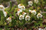 Alaska Bell-heather (Alpine Heather)