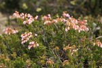 Hybrid Mountain Heather