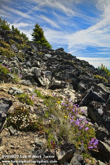 Penstemon davidsonii; Saxifraga bronchialis; Erigeron aureus