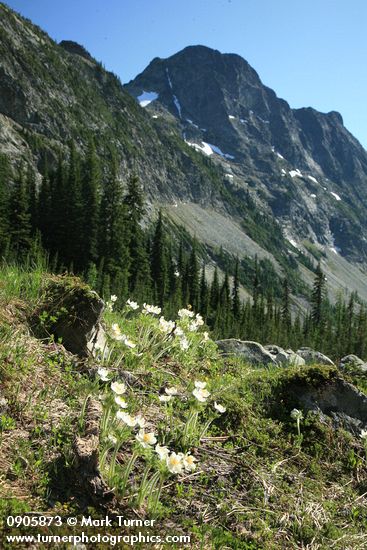 Anemone occidentalis (Pulsatilla occidentalis)