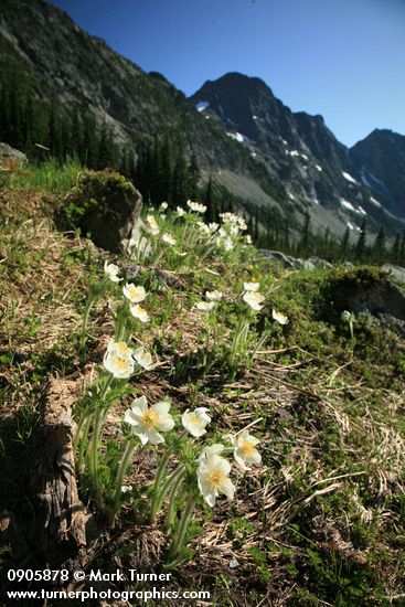 Anemone occidentalis (Pulsatilla occidentalis)