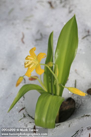 Erythronium grandiflorum