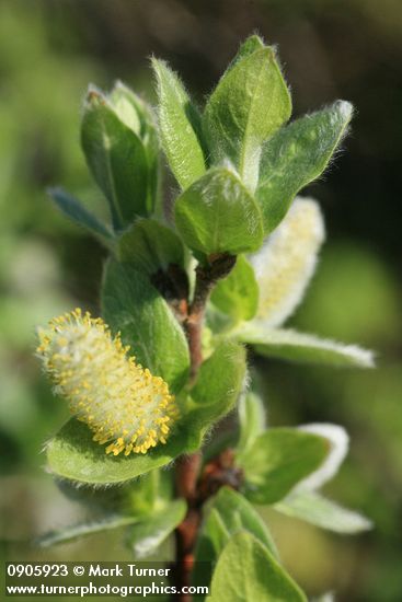 Salix barclayi