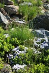 Spreading Phlox among Cascades Blueberries & grass