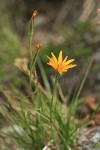 Nodding Microseris