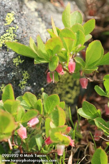 Vaccinium caespitosum