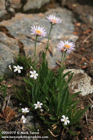 Erigeron peregrinus; Arenaria capillaris