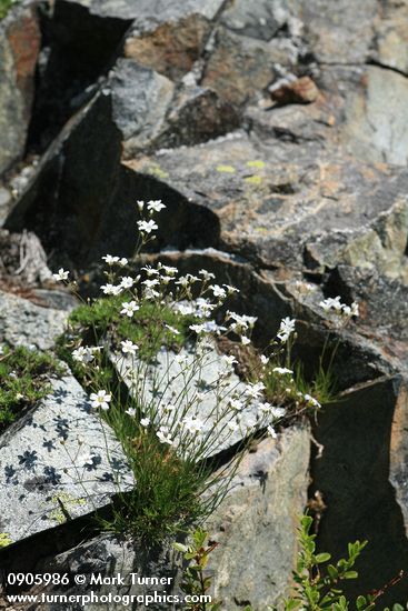 Arenaria capillaris