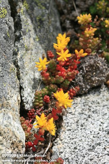 Sedum divergens