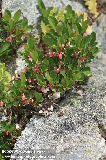 Vaccinium caespitosum