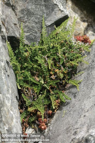 Cheilanthes gracillima