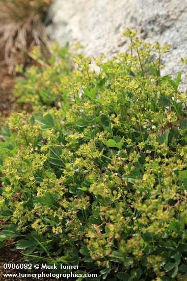 Sibbaldia procumbens