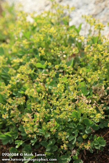 Sibbaldia procumbens