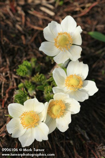 Anemone occidentalis (Pulsatilla occidentalis)