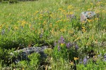 Western Groundsel & Broad-leaf Lupines in subalpine meadow