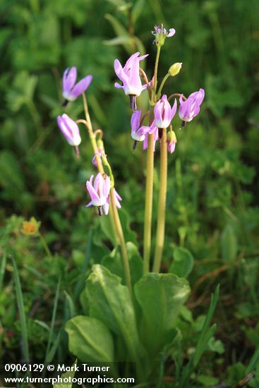 Dodecatheon jeffreyi