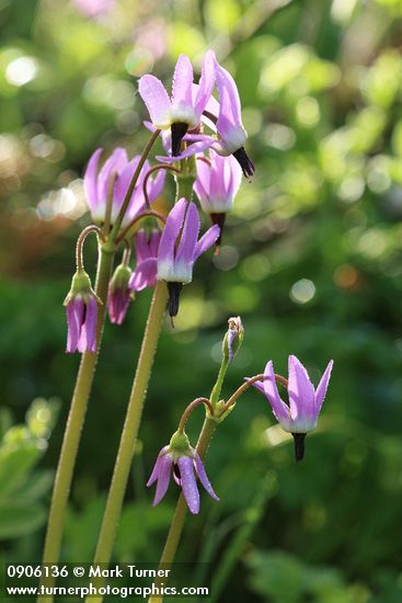 Dodecatheon jeffreyi
