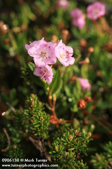 Kalmia microphylla
