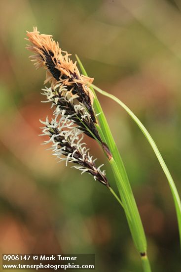 Carex spectabilis