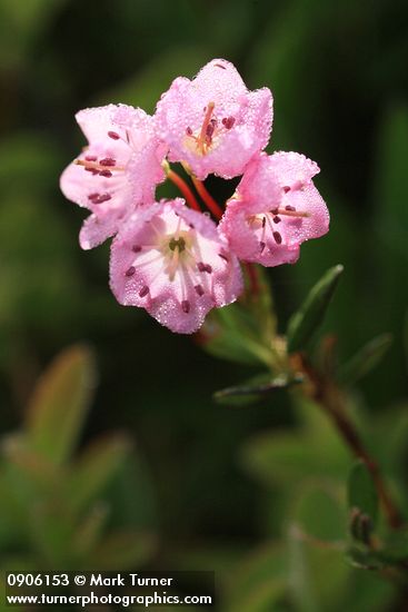 Kalmia microphylla