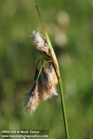 Eriophorum polystachion